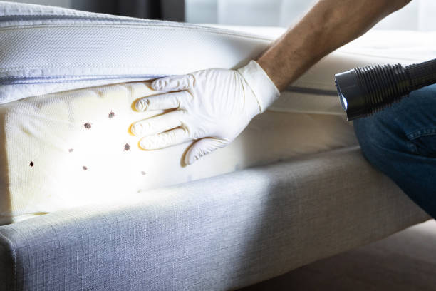 Best Mosquito Control Services  in Oak Park, MI
