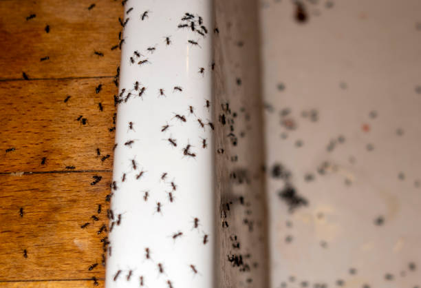 Professional Pest Control in Oak Park, MI